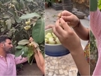 Akshay Kumar and Nitara plucking fruits. Akshay Kumar and Nitara plucking fruits.