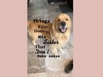 The image has been taken from the video involving two dog siblings.(Instagram/@goldengirl_xena) The image has been taken from the video involving two dog siblings.(Instagram/@goldengirl_xena)