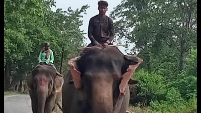 Jaymala and Champakali elephants from DTR engaged to patrol around Manjara Purab forests on Sunday. (HT photo) Jaymala and Champakali elephants from DTR engaged to patrol around Manjara Purab forests on Sunday. (HT photo)