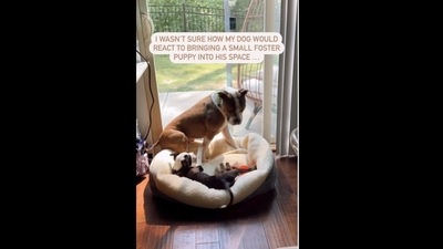 The pit bull dog bonded with the foster puppy that his family adopted.&nbsp; (wally_the_pit/Instagram)