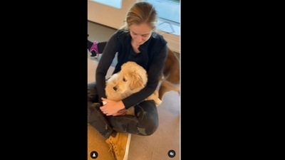 The golden retriever dog preferred its human's lap to playing with other dogs.&nbsp; (champgoldenpup/Instagram)