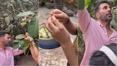 Akshay Kumar and Nitara plucking fruits. Akshay Kumar and Nitara plucking fruits.