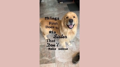 The image has been taken from the video involving two dog siblings. (Instagram/@goldengirl_xena) The image has been taken from the video involving two dog siblings. (Instagram/@goldengirl_xena)