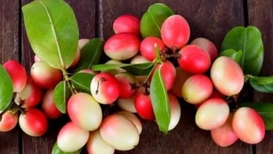 Karonda, the sweet and delicious fruit is rich in vitamin C, the B vitamins and iron, and amazing antioxidants, such as flavonoids, alkaloids, tannins, carissone and triterpenoids. From improving digestion, treating inflammation to supporting mental health, here are many benefits of karonda fruit explained by nutritionist Lovneet Batra. (Pinterest) Karonda, the sweet and delicious fruit is rich in vitamin C, the B vitamins and iron, and amazing antioxidants, such as flavonoids, alkaloids, tannins, carissone and triterpenoids. From improving digestion, treating inflammation to supporting mental health, here are many benefits of karonda fruit explained by nutritionist Lovneet Batra. (Pinterest)