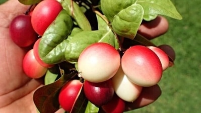 Supports mental health: Regular consumption of karonda fruit is beneficial for improving mental health. The presence of magnesium along with the vitamins and tryptophan helps to stimulate the production of the neurotransmitter- serotonin which works towards bettering overall mental well-being. (Pinterest) Supports mental health: Regular consumption of karonda fruit is beneficial for improving mental health. The presence of magnesium along with the vitamins and tryptophan helps to stimulate the production of the neurotransmitter- serotonin which works towards bettering overall mental well-being. (Pinterest)
