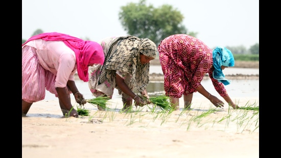 PUSA-44 paddy variety to phase out in Punjab by 2025: Agriculture director (HT Photo)