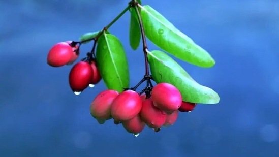 Treats inflammation: This fruit is blessed with myriad anti-inflammatory properties which may help to reduce inflammation in the body and bring down discomfort caused by chronic infections or injury.