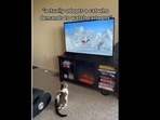 A screengrab of the video of a cat that loves watching cartoons. (ellawatchestv_/Instagram) A screengrab of the video of a cat that loves watching cartoons. (ellawatchestv_/Instagram)