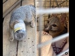 The baby fox had to be rescued after he got his head stuck inside a plastic jar. (jennyadleman/Instagram) The baby fox had to be rescued after he got his head stuck inside a plastic jar. (jennyadleman/Instagram)
