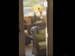 The image shows the cat working out on the chair. (Reddit/@Someone-with-nothing) The image shows the cat working out on the chair. (Reddit/@Someone-with-nothing)