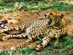 India is getting six cheetahs from South Africa and four from Nambia in the first tranche.(Shutterstock) India is getting six cheetahs from South Africa and four from Nambia in the first tranche.(Shutterstock)