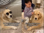 The video shows golden retriever Maui’s daily struggles as the ‘nanny dog’ for a little boy. (Instagram/@maui_thegoldenpup)