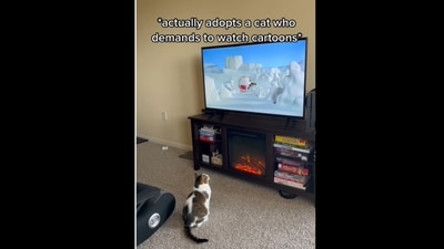 A screengrab of the video of a cat that loves watching cartoons. (ellawatchestv_/Instagram) A screengrab of the video of a cat that loves watching cartoons. (ellawatchestv_/Instagram)