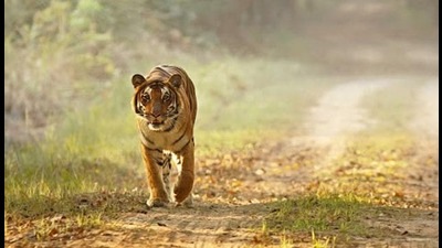 The cattle killing incident came soon after the human killing on Friday night in the same area, where the stray tiger had killed a 52-year local priest Mohan Das and barring the head and a portion of the priest’s hand, the rest of his body was eaten. (FOR REPRESENTATION PURPOSE)