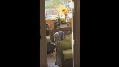 The image shows the cat working out on the chair. (Reddit/@Someone-with-nothing) The image shows the cat working out on the chair. (Reddit/@Someone-with-nothing)