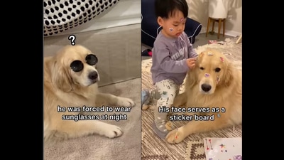 The video shows golden retriever Maui’s daily struggles as the ‘nanny dog’ for a little boy. (Instagram/@maui_thegoldenpup) The video shows golden retriever Maui’s daily struggles as the ‘nanny dog’ for a little boy. (Instagram/@maui_thegoldenpup)