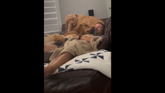 A screengrab of the video showing golden retriever dogs sitting over their human. (max.and.finn/Instagram) A screengrab of the video showing golden retriever dogs sitting over their human. (max.and.finn/Instagram)