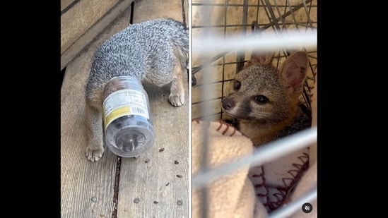 The baby fox had to be rescued after he got his head stuck inside a plastic jar.&nbsp;(jennyadleman/Instagram)