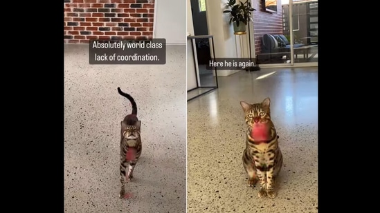 Virgil the cat trying to play catch with his human in this video posted on Instagram. (Instagram/@virgilthebengal) Virgil the cat trying to play catch with his human in this video posted on Instagram. (Instagram/@virgilthebengal)