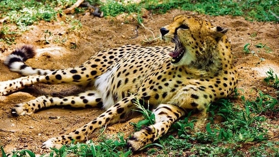 India is getting six cheetahs from South Africa and four from Nambia in the first tranche.(Shutterstock)