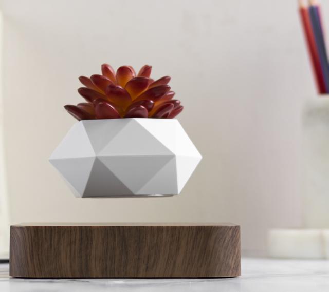 An unusual planter with an exotic plant will always catch the eye. (Magnetic levitating wood base planter by The June Shop)