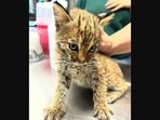The bobcat who was mistaken for a regular kitten by the couple that rescued it.&nbsp;