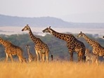 Giraffe. (Representational image) Giraffe. (Representational image)