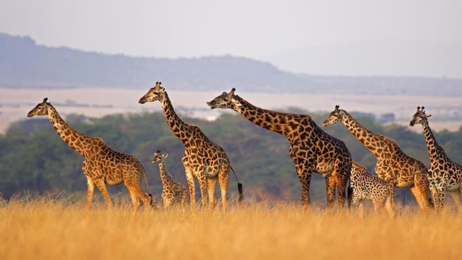 World's tallest animal, easily spotted in Africa, speeding towards ...