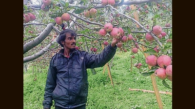With the apple season approaching, growers in Himachal Pradesh have urged the state government to release the ₹24 crore it owes them for fruits bought under the marketing intervention scheme. (HT File) With the apple season approaching, growers in Himachal Pradesh have urged the state government to release the ₹24 crore it owes them for fruits bought under the marketing intervention scheme. (HT File)