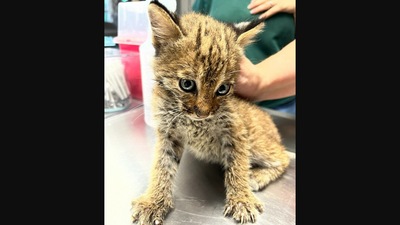 The bobcat who was mistaken for a regular kitten by the couple that rescued it.&nbsp; (Facebook/@True-Rescue)