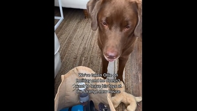 The image, taken from the Instagram video, shows the dog with its toy. (Instagram/@good.boy.ollie)