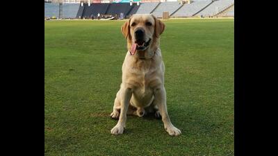 Police dog, Bruno, which helped in locating the place where the bombs were buried in Raigad. Eight live country-made bombs were seized. Two persons have been arrested while two others were absconding. (HT PHOTO)
