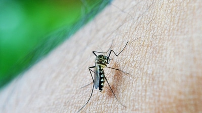 Dengue: Watch out for these side effects that can stay even after recovery, check inside for health tips by doctors to treat the same (Image by Mohamed Nuzrath from Pixabay ) Dengue: Watch out for these side effects that can stay even after recovery, check inside for health tips by doctors to treat the same (Image by Mohamed Nuzrath from Pixabay )