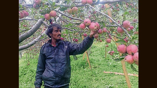 With the apple season approaching, growers in Himachal Pradesh have urged the state government to release the ₹24 crore it owes them for fruits bought under the marketing intervention scheme. (HT File)