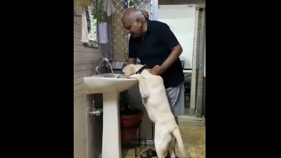 Grandpa helps the dog drink water.&nbsp;(Instagram/@a_windy_soul)