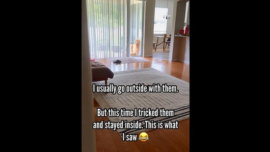 The image, taken from the dog-related Instagram video, shows a golden retriever looking at its pet mom.(Instagram/@goldengirl_xena)