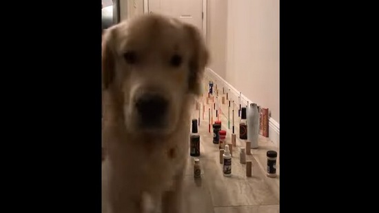 The Golden Retriever dog effortlessly crosses the maze in this video.&nbsp;(Instagram/@captains_adventure)