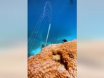 The image, taken from the Facebook video, shows an ‘incredibly rare’ Oarfish at Opal Reef.