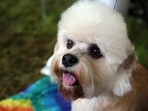 Google asked what dogs would look for on the Internet and Twitter answered.&nbsp;