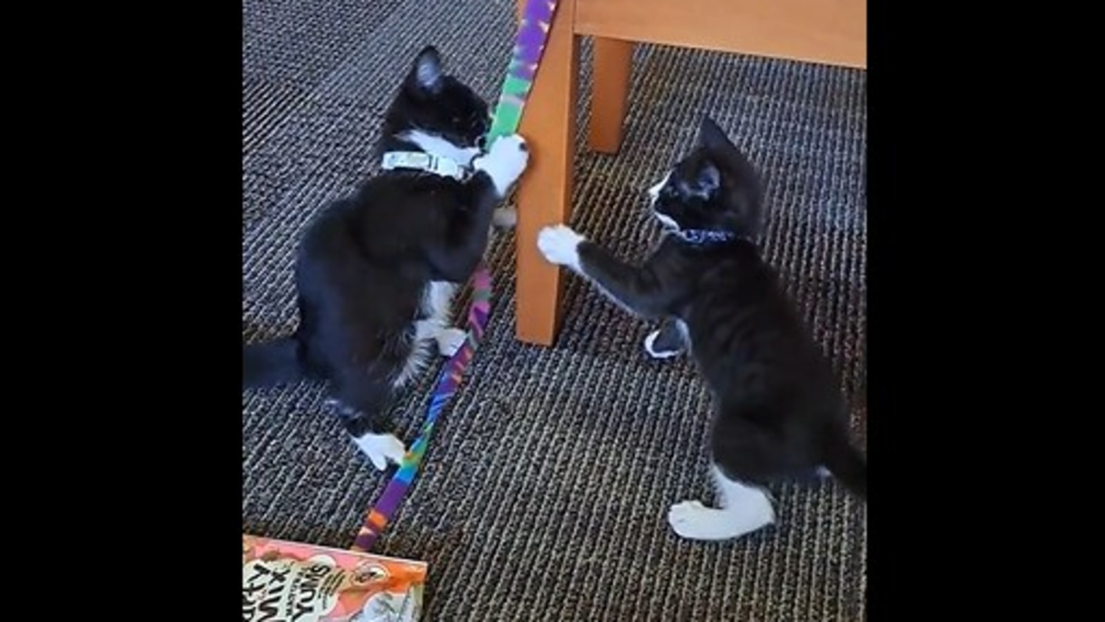 Are these little kittens fighting or playing? Watch Reddit video to find out Trending