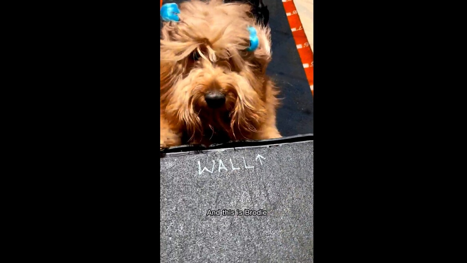 Dog tries scaling a wall fails but refuses to give up. Watch if