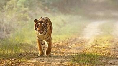 The man was severely injured in the tiger attack and he died while being taken to the community health centre. (Representative Image) The man was severely injured in the tiger attack and he died while being taken to the community health centre. (Representative Image)