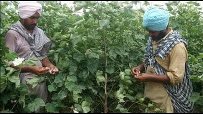 The need of the hour is to ensure that pink bollworm attack doesn’t spread in the areas of cotton cultivation for which no stone would be left unturned, chief minister Bhagwant Mann said. (HT File Photo)