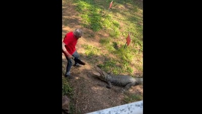 The Australian pub owner scared away a crocodile with a frying pan. (@airbornesolutions/Facebook) The Australian pub owner scared away a crocodile with a frying pan. (@airbornesolutions/Facebook)