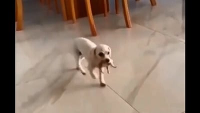 The image, taken from the Reddit video, shows the mama dog taking her baby to her human. (Reddit/@Rredite)