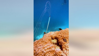 The image, taken from the Facebook video, shows an ‘incredibly rare’ Oarfish at Opal Reef. (Facebook/@Wavelength Reef Cruises)