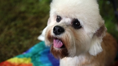 Google asked what dogs would look for on the Internet and Twitter answered.&nbsp; (AP (Representational image))