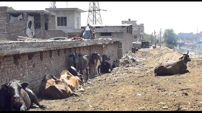 Ludhiana MC has been struggling to find a solution for dairy waste for year. Dairy waste and cow dung from over 500 dairy units is being dumped into the Buddha Nullah, adding to the pollution (HT PHOTO) Ludhiana MC has been struggling to find a solution for dairy waste for year. Dairy waste and cow dung from over 500 dairy units is being dumped into the Buddha Nullah, adding to the pollution (HT PHOTO)