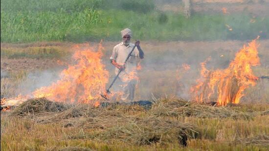 Paddy stubble burning has emerged as a major environmental issue in Punjab and its neighbouring states. (HT File Photo)