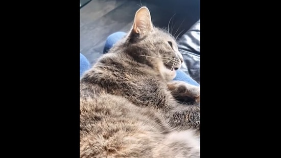 This cat imitates its human’s cough in this viral Instagram video.&nbsp;(Instagram/@thecatdaddy)